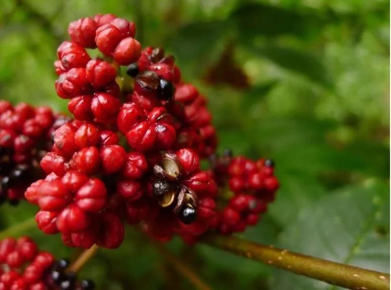 重阳节登高插茱萸,茱萸是谁你真知道?