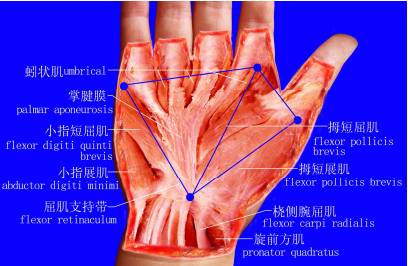 人体软组织立体三角平衡原理学说