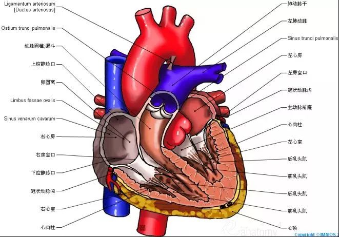 超详细的人体心脏解剖图,建议珍藏!