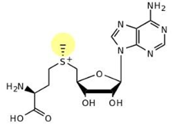 s-腺苷甲硫氨酸s-腺苷甲硫氨酸有助于消炎,减轻疼痛及软组织修复,具有