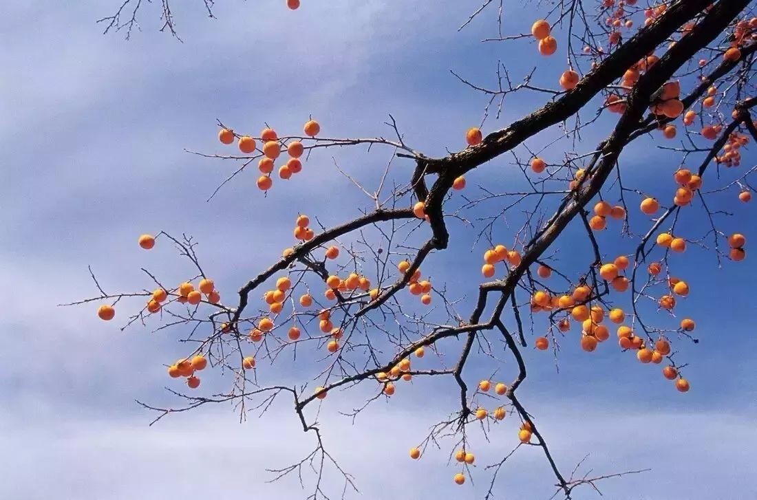 秋天的柿子树,摄影师是这么拍的