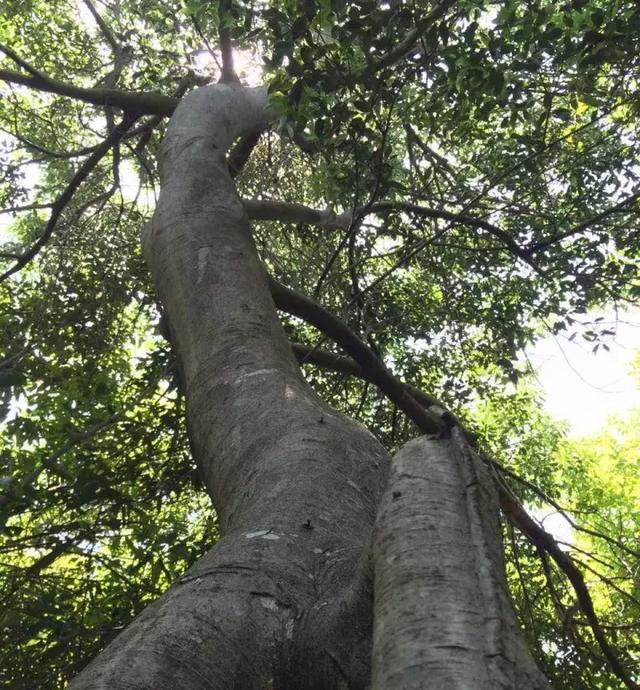 老人口水黄苦_口水疹图片(3)