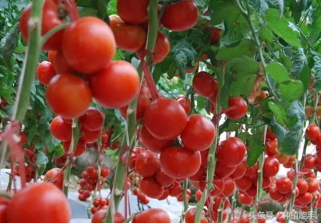 番茄果实大小一致,颜色鲜,产量高,你是怎么种植出了的