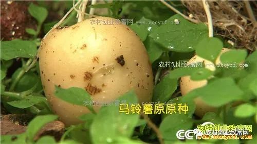 致富经=_怎样致富致富_cctv7致富