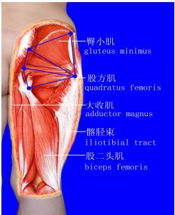 人体软组织立体三角平衡原理学说