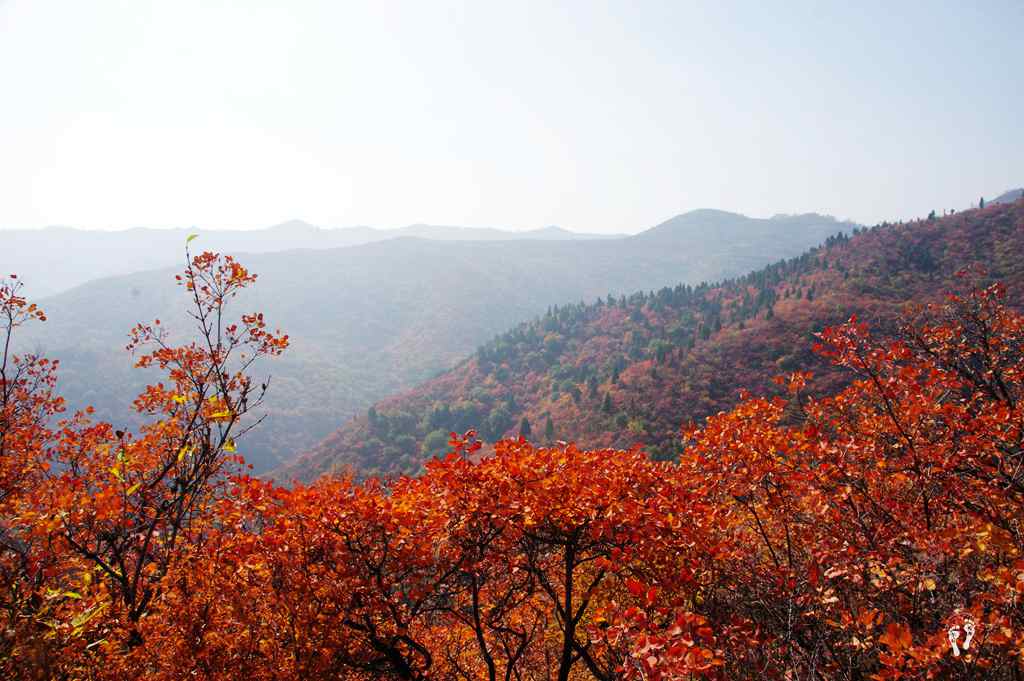 秋天韩城香山的红叶红似火