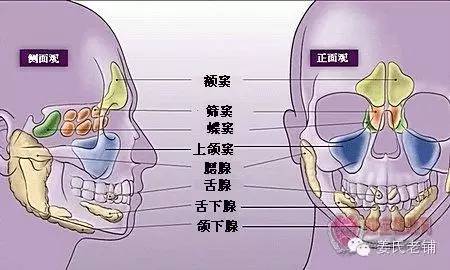 中鼻甲,下鼻甲,以及各鼻甲下方分别形成的上鼻道,中鼻道和下鼻道