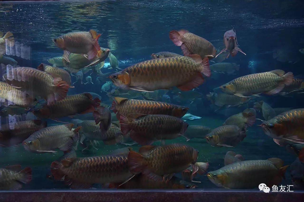 壁纸 动物 海底 海底世界 海洋馆 水族馆 鱼 鱼类 1280_853