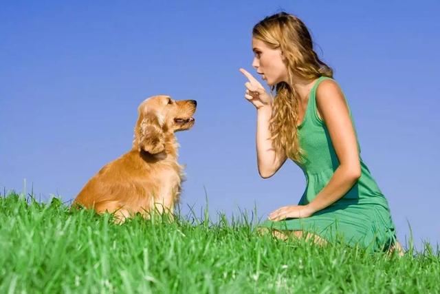  Understanding Why Your Dog Growls When You Pet Him: Insights and Solutions