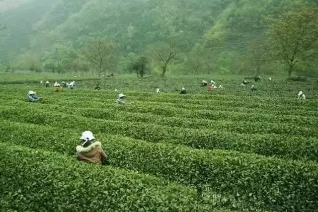 【"双十一"邀你走进文县特产】好山,好水,好茶!