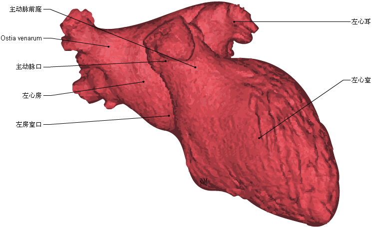 学术 心脏讲解视频 全方位解剖图