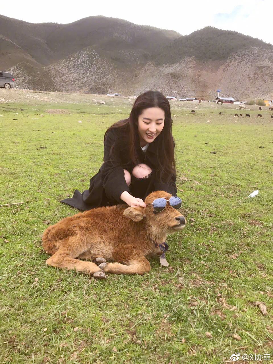 可爱小牛犊的日常：一个女生与她宠物的温馨故事