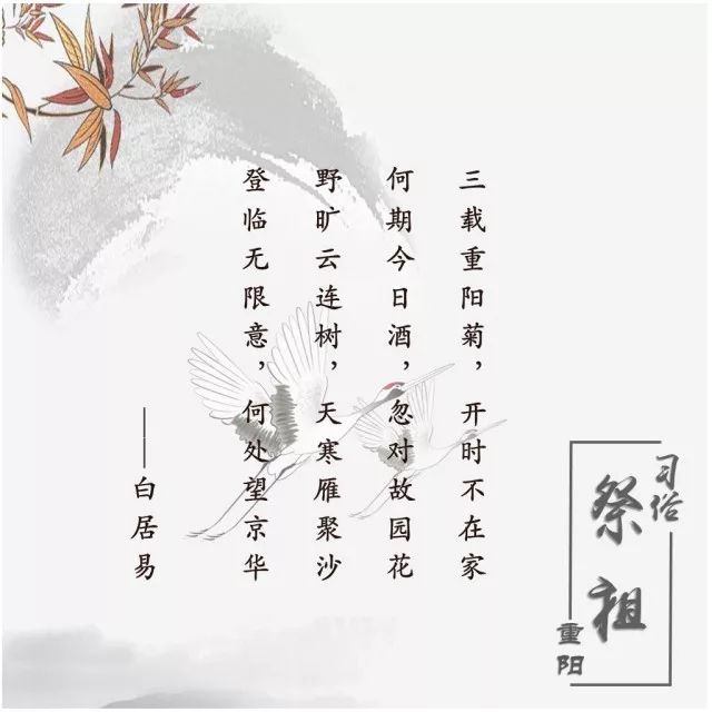 重阳节已有两千多年的历史,无数墨客骚人写下关于重阳的诗句.
