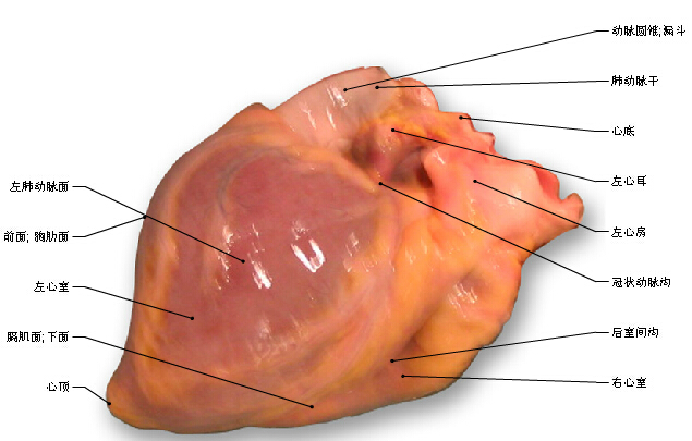 学术| 心脏讲解视频 全方位解剖图