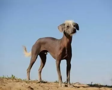 10大世界最名贵狗狗,第一名是它,服不服?