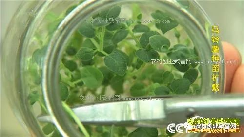 怎样致富致富_cctv7致富_致富经=