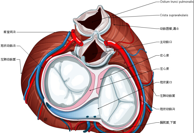 三尖瓣 - valva atrioventricularis dextra; valva tricuspidalis