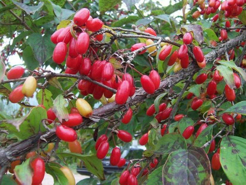 山茱萸结的果为红色,图片来源网络