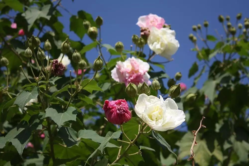 擅用木芙蓉花叶疗病的吴少冲老师说 九月九日采摘的木芙蓉药效是一年