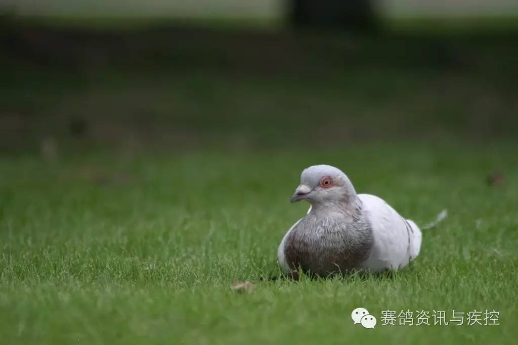 疾控| 你的鸽子为什么会三天两头生病?