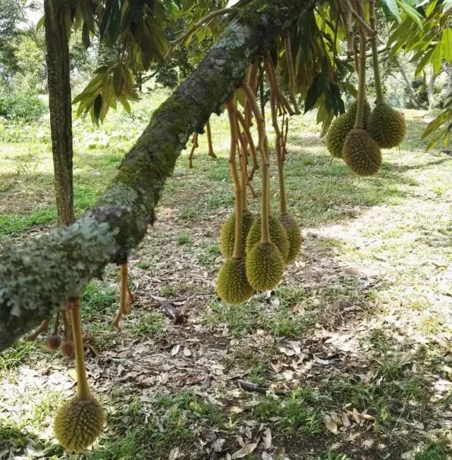 马来西亚的榴莲种植商还给爱榴莲的食客科普到,榴莲的结果实的多少