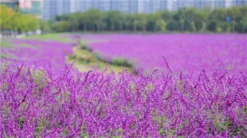 冷空气来了,明后天最高气温跌破20℃|晚荷,芦苇,花海,最是秋日好去处