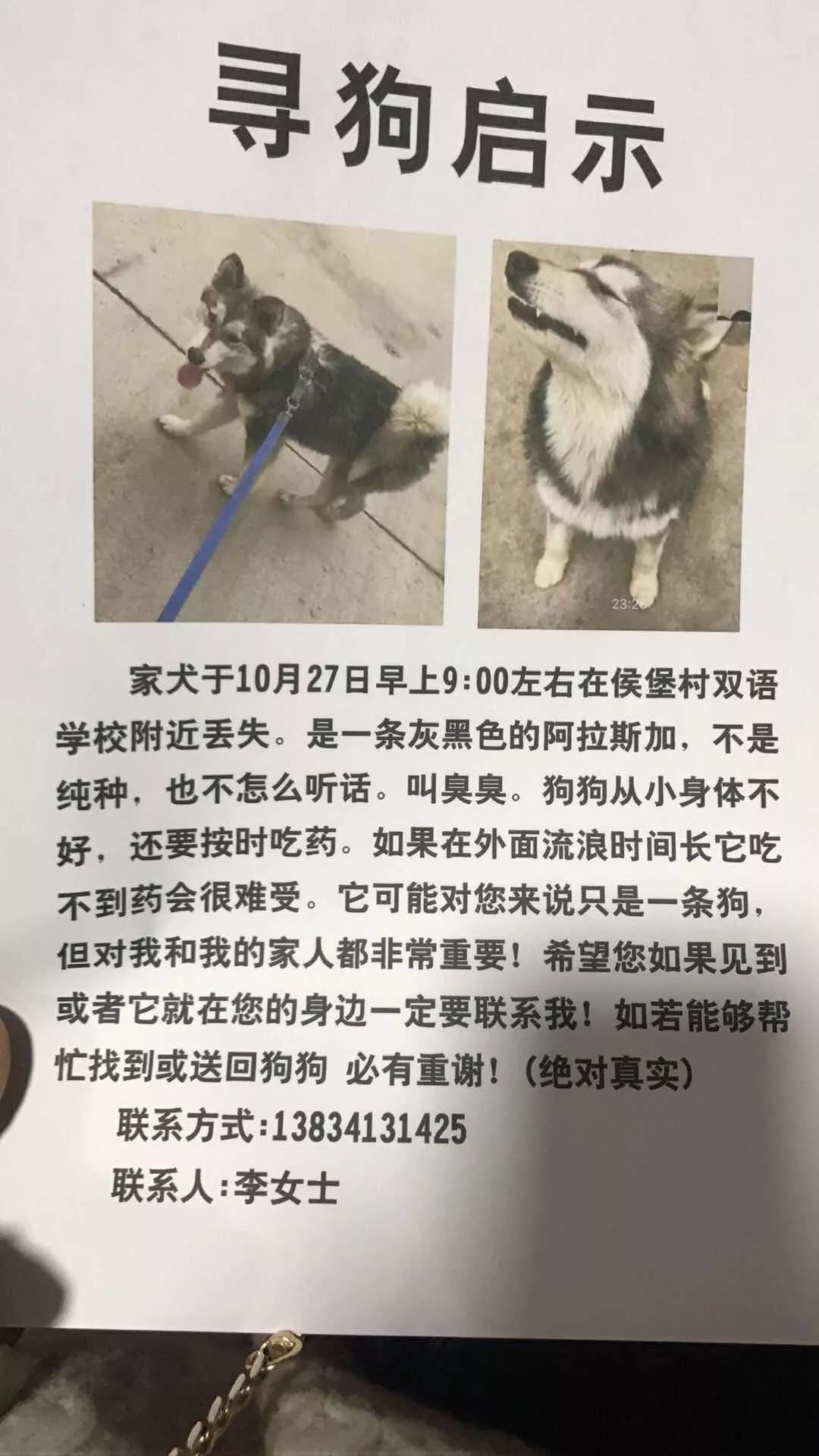 寻狗启示!昨天上午,一条灰黑色阿拉斯加犬在侯堡村附近丢失,至今未归!