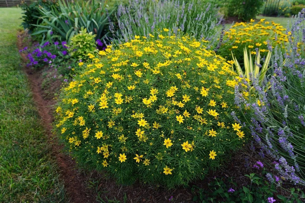 "百花杀"的季节有哪些可以使用的宿根花卉?