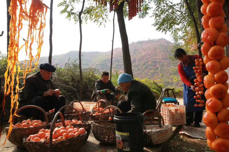 当地村民用水化柿加工柿饼