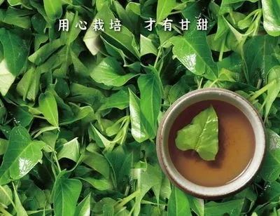 行唐贫困村推出红薯叶茶