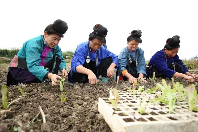 苗族村民在移栽莴笋苗