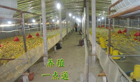 冬季大棚肉鸭养殖技术,反季节逆市养鸭收益高