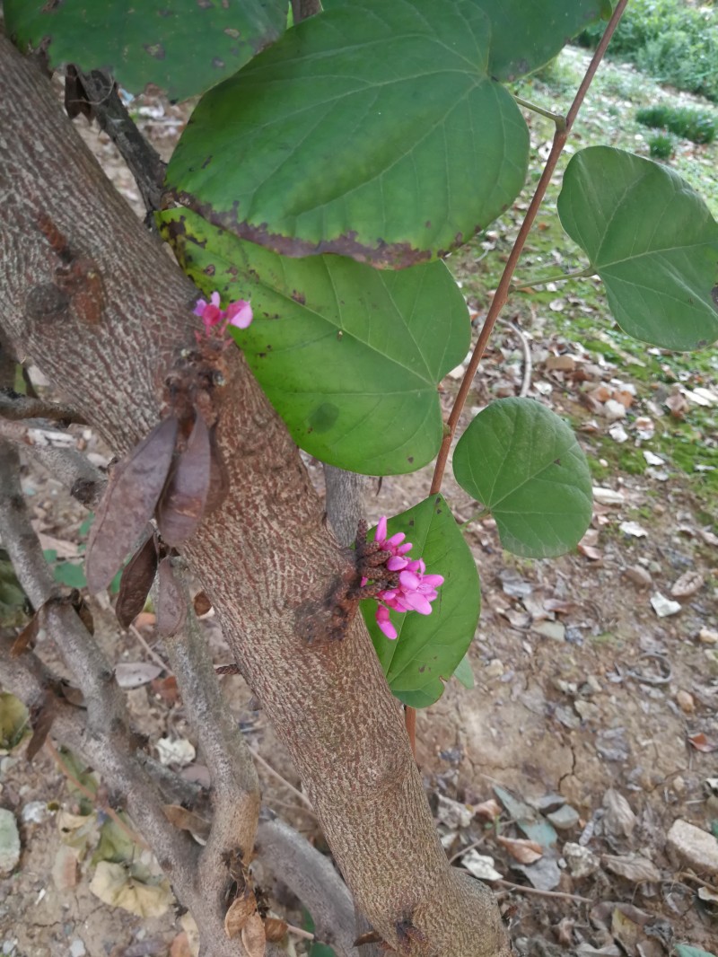 深秋紫荆花悄悄地开了