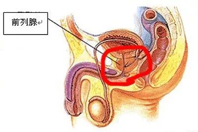 男性的生命腺预防前列腺疾病你必须知道的方法