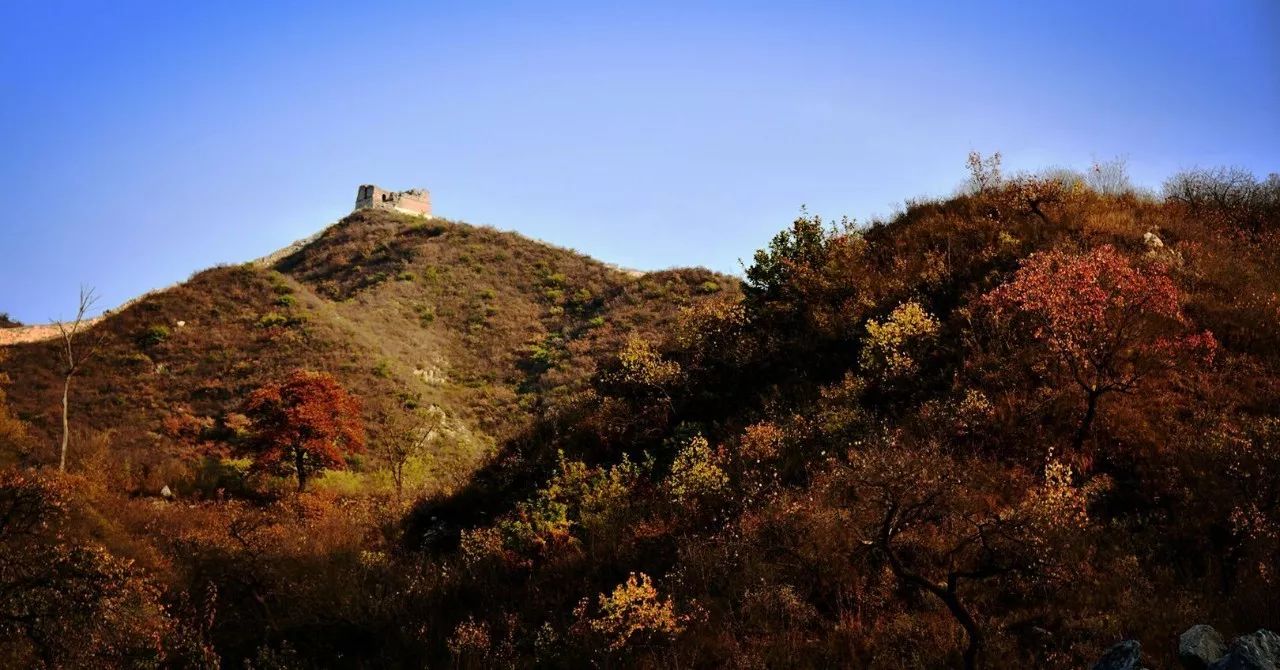 霜梨落半红",漫山的柿子,红果,以及那早在明清时期便名满京城的红叶