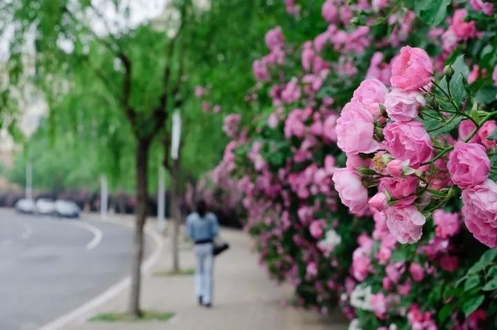 君子如画亦如花 鲜花满楼情满心 也许总有那么一天 红