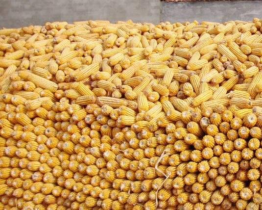 重磅:黑龙江玉米深加工饲料企业玉米收购补贴金额公布
