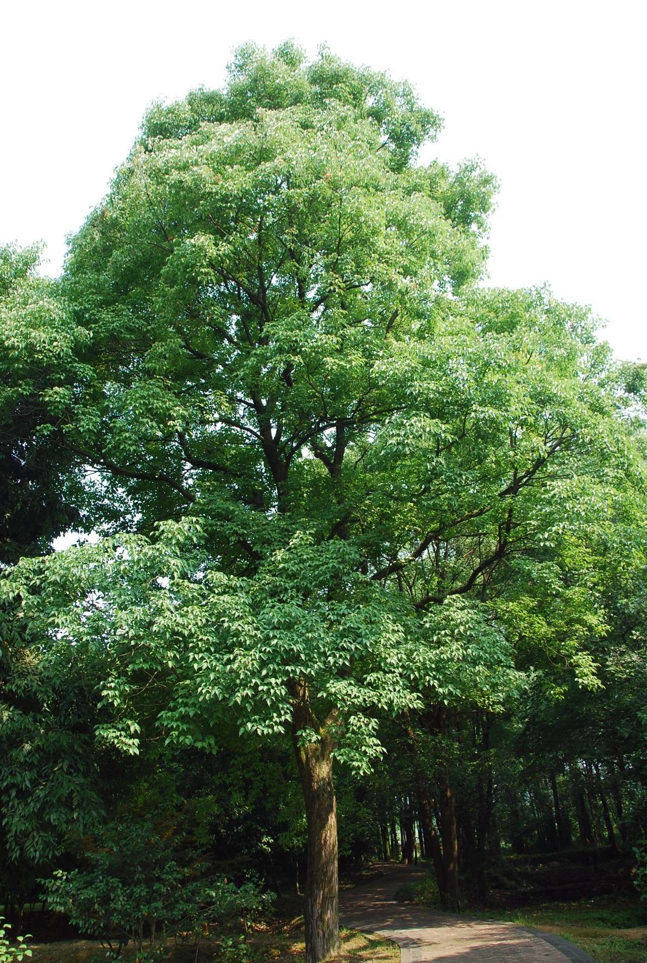 因此,古人登高时,在种植比较普遍的重阳木树下稍事停歇的可能性非常大