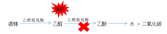 其实大部分人乙醛脱氢酶比较缺乏,若乙醛脱氢酶活性较低,酒精转化为