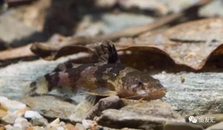 杜父多彩鲶(microglanis cottoides)分布于乌拉圭河及dos patos湖流域