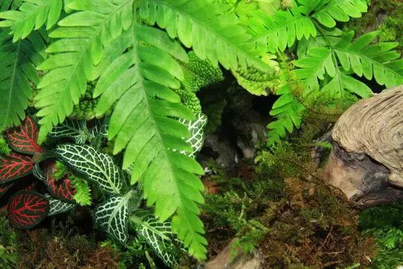 一组生态水陆缸造景欣赏水陆景观雨林水草秀果博入口(图6)