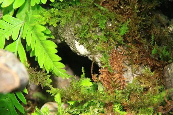 一组生态水陆缸造景欣赏水陆景观雨林水草秀果博入口(图4)