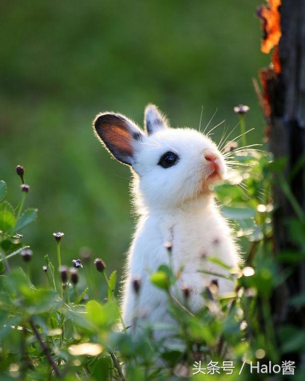为啥那么多人喜欢兔子?20张萌照证明兔兔是最可爱毛茸茸的生物啊
