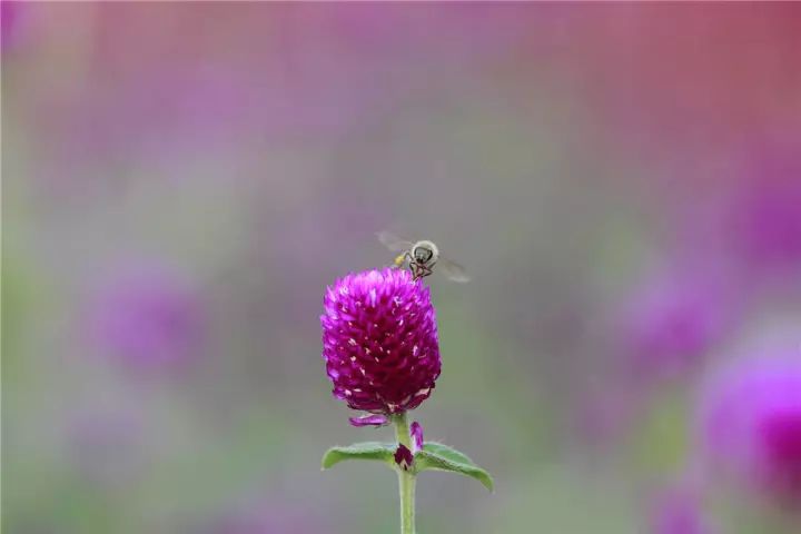 小蜜蜂采蜜忙!