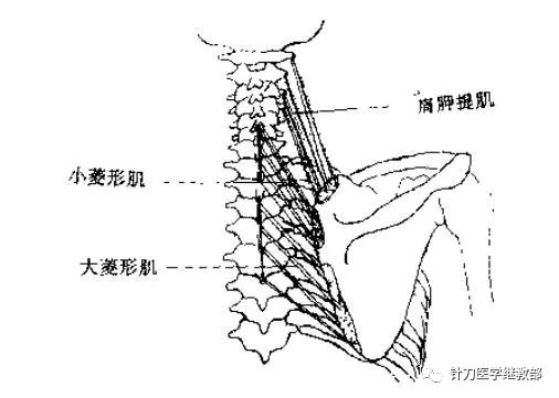 图三十七肩胛提肌菱形肌透视位置图