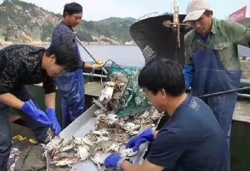 来自潍坊寿光羊口海域的海鲜  潍坊人买海鲜,你还只知道南下河?