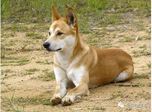 中华田园犬儿时最好的玩伴,土狗合集照片让你一次看