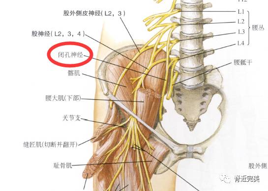 这块区域的可能是闭孔神经的损伤.