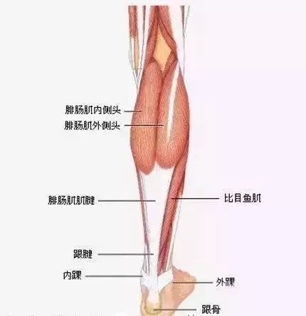 肌肉变大的原理是什么_肌肉女膨胀变大动画