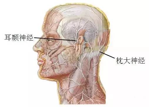 枕大神经及枕动脉,耳颞神经及颞浅动脉的局部解剖病因病理低头工作,颈